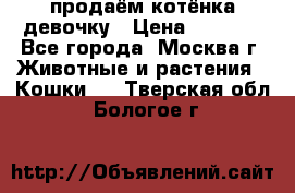 продаём котёнка девочку › Цена ­ 6 500 - Все города, Москва г. Животные и растения » Кошки   . Тверская обл.,Бологое г.